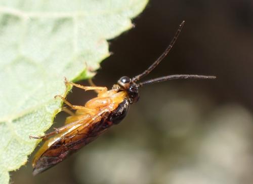 Euura melanocephala